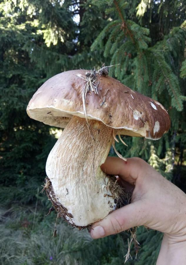 Bat'Kivska Hata Stari Kuty Luaran gambar